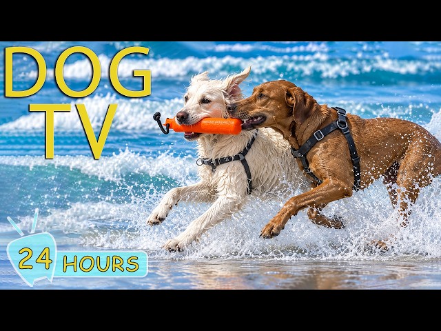 DOG TV: Best Videos to Keep Dogs Entertained All Day When Home Alone - Ultimate Music for Dogs