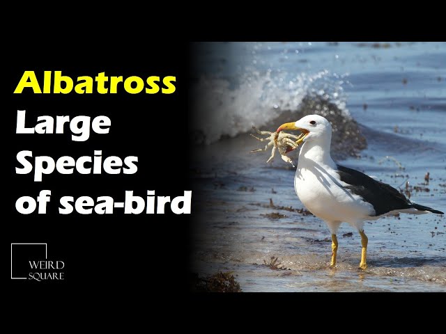 The Albatross is a large species of sea-bird found throughout the southern Pacific