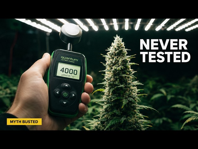Max Light, Zero Training: The Autoflower Pitch Built on a Study Nobody Ran