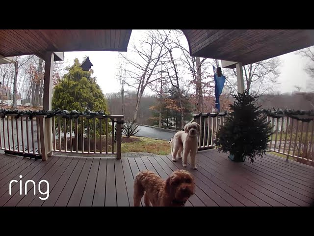 Watch These Pups’ Reaction When Their Owner Talks to Them on Ring Video Doorbell | RingTV