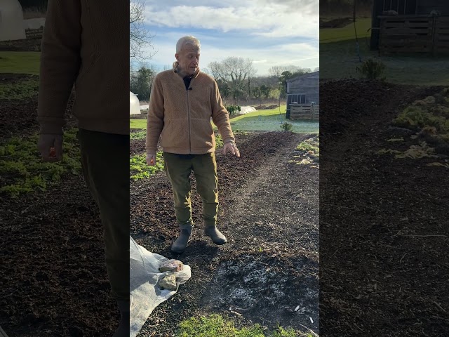 Three Winter Gardening Thoughts | Dahlias, Cauliflower & Chervil | No Dig