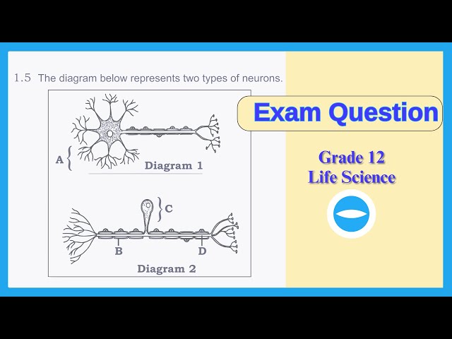 Exam Question | Sensory and motor neurons | Human respond to environment | Life science grade 12