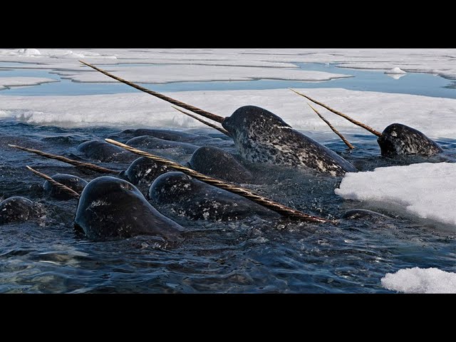 What do narwhals sound like? Check out these ‘unicorns of the sea' sounds | CBC Kids News