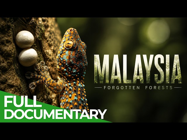 Forgotten Forests of Malaysia | Free Documentary Nature