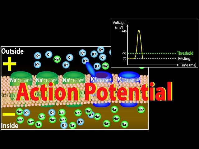 Action Potential in Neurons, Animation.