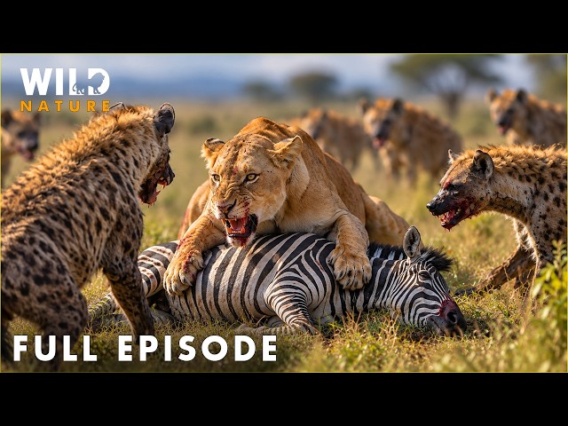 AFRICA'S DEADLIEST HUNTERS | Instinct, Speed and Survival | FULL EPISODE | Wildlife Documentary