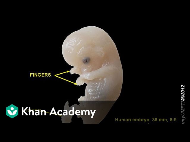 Pregnancy and Embryonic Development | Human Reproduction | Biology | Khan Academy