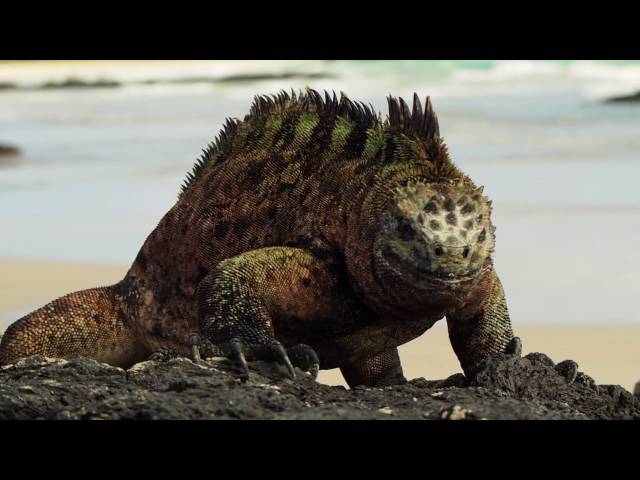 PLUS Evolution Documentary Project