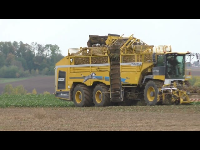 Zuckerrüben Roden 2026 Landwirtschaftsbetrieb ROPA Tiger 6S   Weltweit leistungsstärkster Rüben Ro