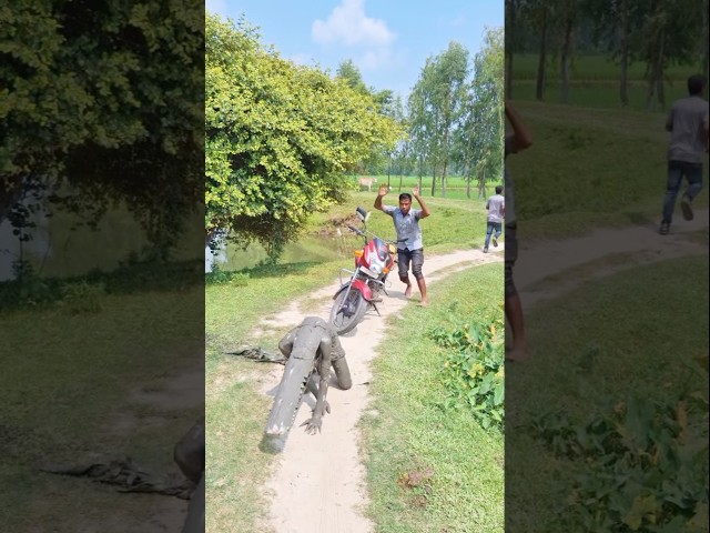Crocodile in the middle of the road.420.