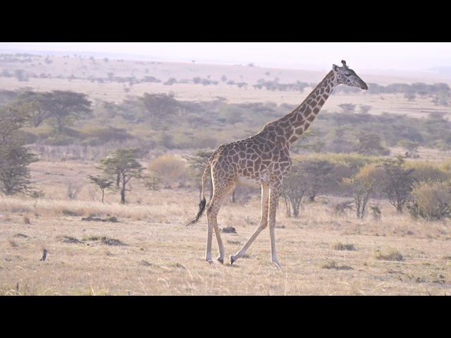 Masai Mara mix, one day highlights 7/31/2021 4K HDR