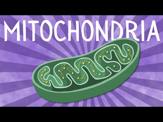 Mitochondria: Structure and function