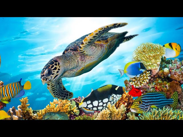 Beautiful Relaxing Music, Underwater Tropical fish, Coral reefs, Sea Turtles in 4k by Tim Janis