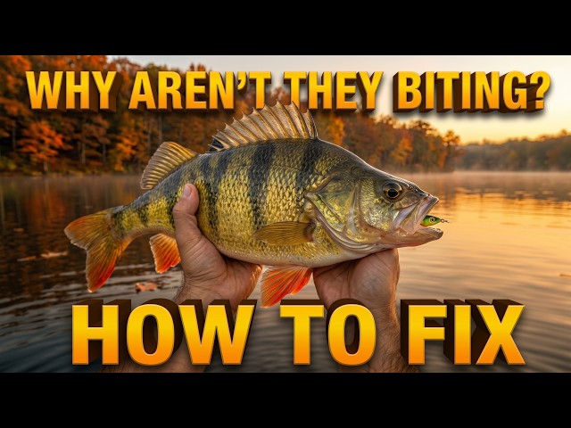 Why Your Perch Fishing Trip Isn't Working: It's Not the Weather
