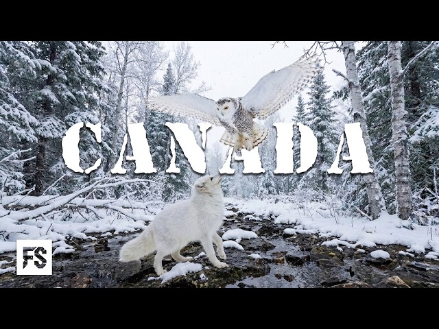 WILD CANADA | The Apex Predators of the Frozen North | Full Documentary