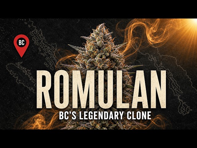 Romulan: The Untold Story of BC’s Legendary Cannabis Clone