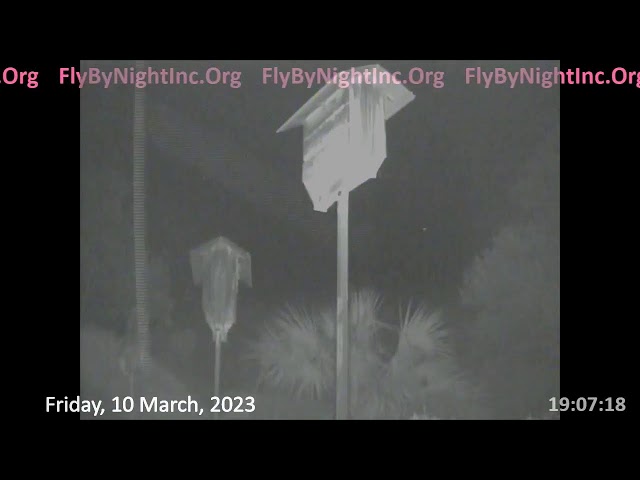 FBN LiveBatCam 10March2023