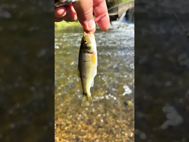 Michigan Great Outdoors