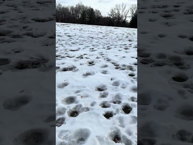 Stacy park at Olivette still frozen 橄榄村斯德赛公园的雪没有完全化 #polarvortex #stlwx