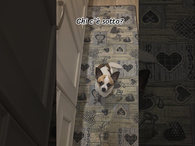 Who's down there? 😅 #adorable #puppy #pets