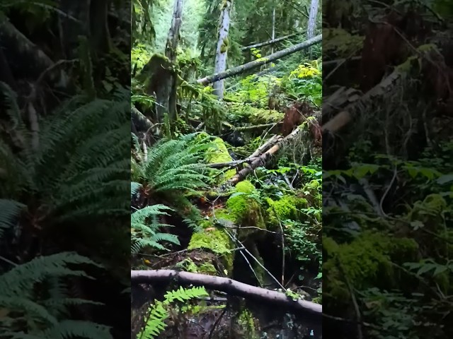 The Canadian jungle at its best