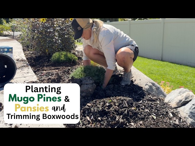 Fall Planting and Trimming Boxwoods!