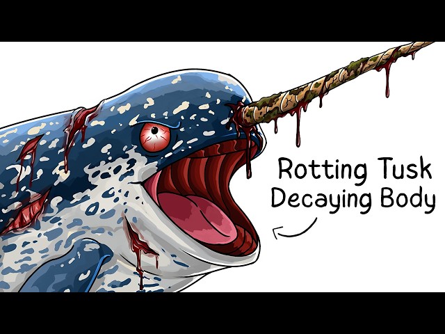Why it Sucks To Be Born As a Narwhal