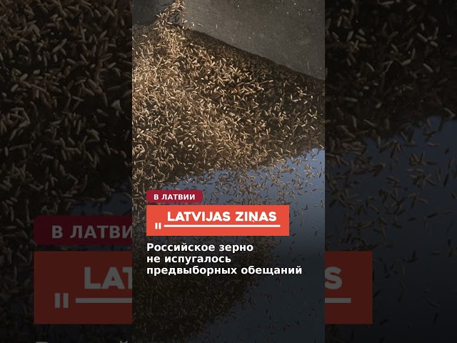 Российское зерно  не испугалось предвыборных обещаний
