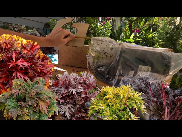 Fyre Wing Heucheras Haul and Bad Unboxing From Plant Addicts