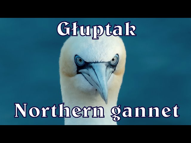 Northern gannet  / Głuptak