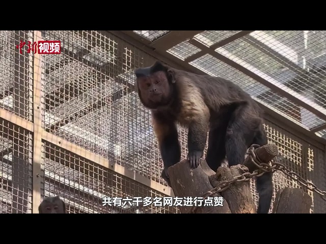 Shijiazhuang's "Square-Faced" Viral Monkey Officially Named "Shi Yingjun"