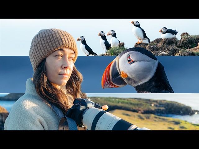 Chasing Puffins Across Newfoundland, Canada