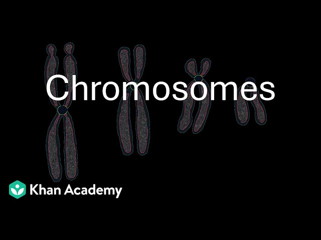 Chromosomes | Cell: The unit of life | Grade 11 | Biology | Khan Academy