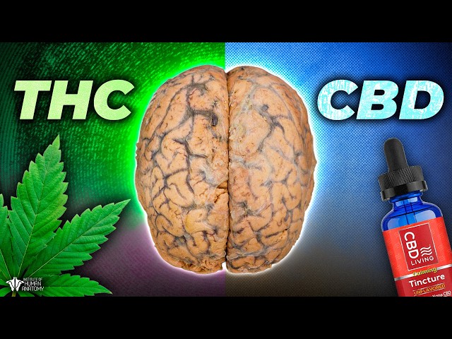 What THC and CBD Actually Does Inside YOUR Brain