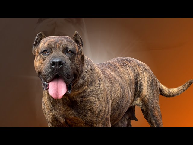 El Presa Canario típico y funcional es el amo del mercado