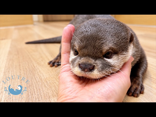 Our Otter Princess Was Mad at Me for a WEEK!