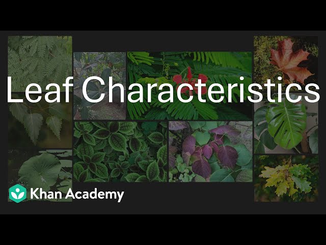 Characteristics of Leaf | Morphology of flowering plants | Grade 11 | Biology | Khan Academy