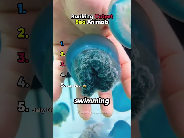 Ranking Best Cute Sea Animals Of All Time