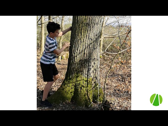 Wie dick ist dieser Baum?