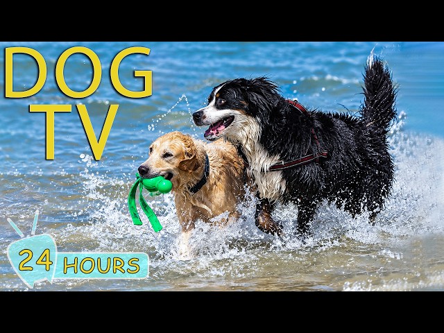 DOG TV: Videos to Prevent Boredom for Dogs Home Alone All Day - Entertain Music for Dogs