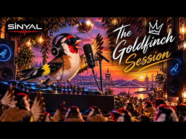The Goldfinch Session 🐦🎧 | A Bird DJ Set You’ve Never Seen Before | SİNYAL
