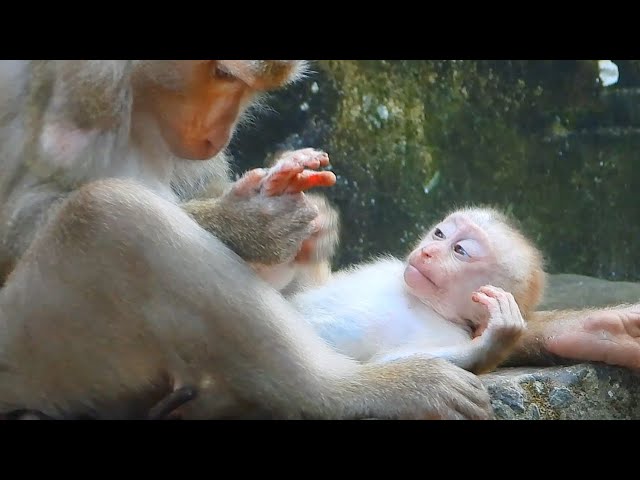 Mom very care baby make baby feel so comfort, wild monkey, baby monkey, BBC Earth Wildlife Animal
