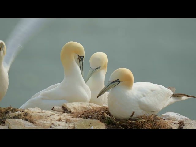 Day Trip to RSPB Bempton Cliffs