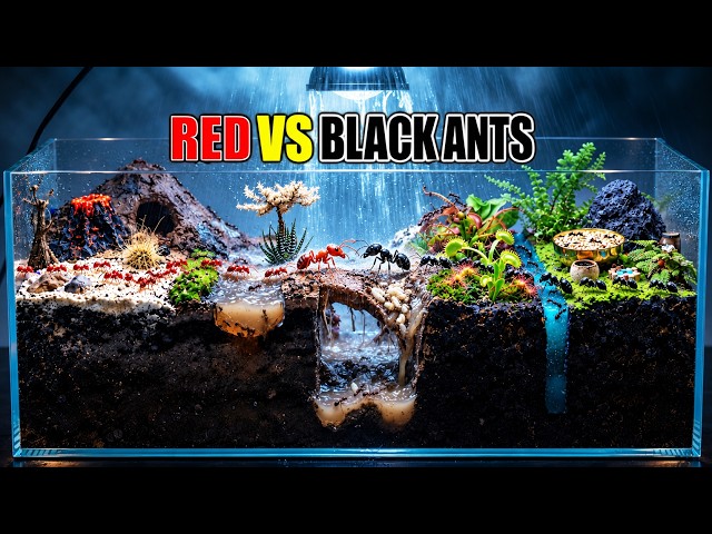 Two Ant Colonies Race Through Obstacle Course and Meet after 30-Day Experiment. Black VS Red Ants