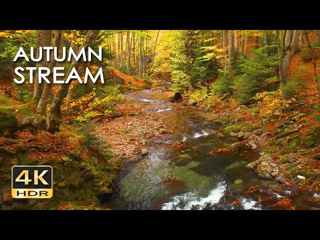 4K HDR Autumn Stream - Peaceful Forest River - Relaxing Water Sounds & Colorful Fall Ambiance