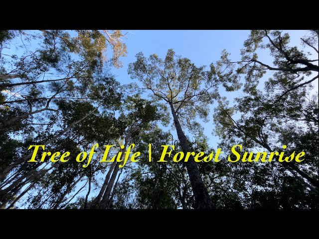 Trees of Life | Forest Sunrise MSM ALTERNATIVE