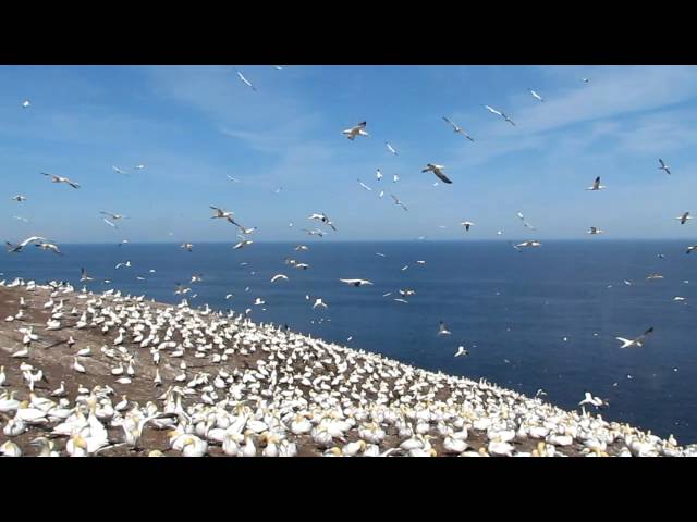 Gannets Are Very Vocal, Loud and Noisy