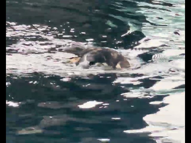 The puffins are absolutely adorable! Here they are more close up then when we were on the boat. ￼