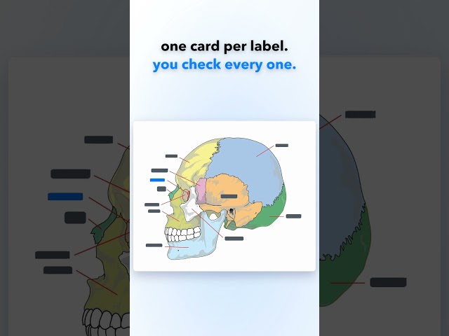 Anatomy part 2: skull diagram to flashcards, all 11 labels hidden