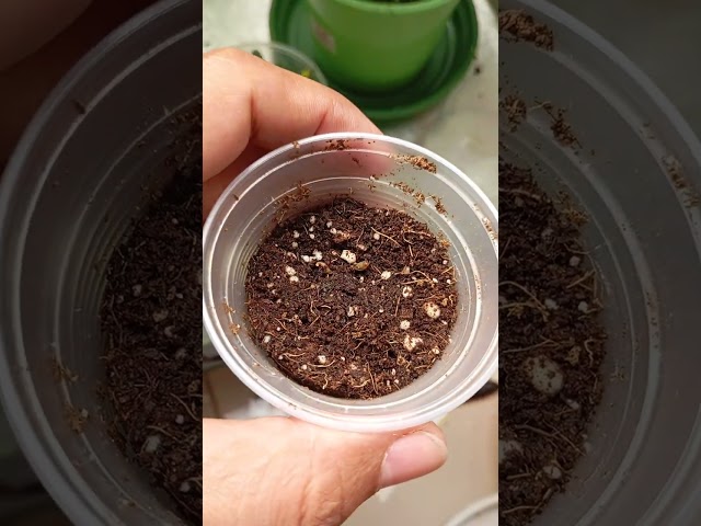 3 semana de flora og kush e cemente de flor da lojinha 